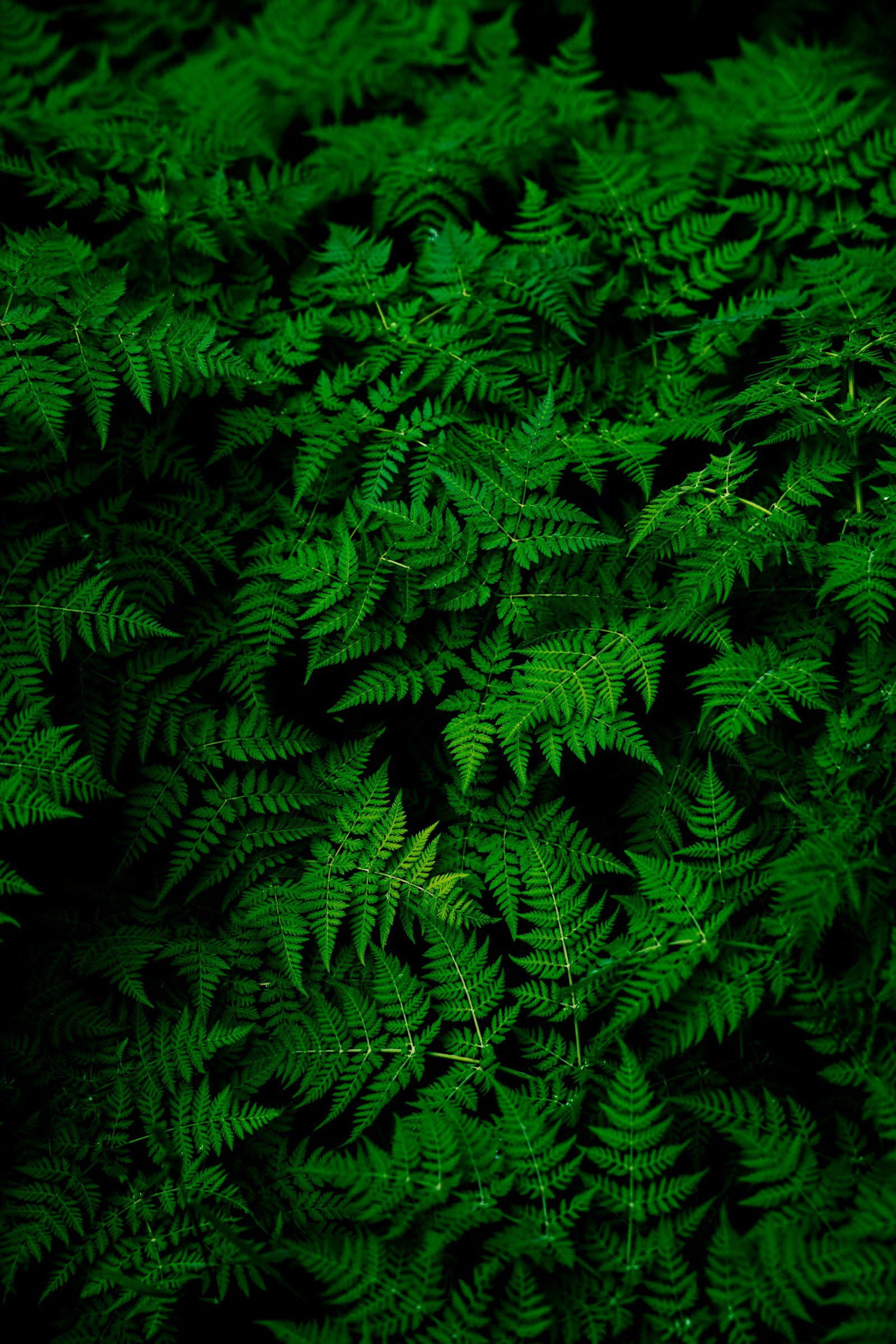 Dense green fern canopy — the natural world Greenora protects